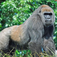 Illustration for article titled Researchers Just Filled A Major Gap In HIVs Evolutionary History